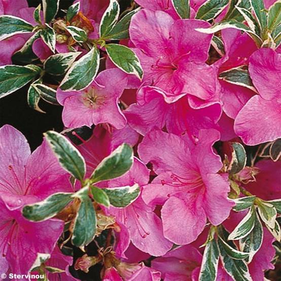 Azalée du Japon Silver Queen - Rhododendron hybride Pot de 2L/3L - Image 1
