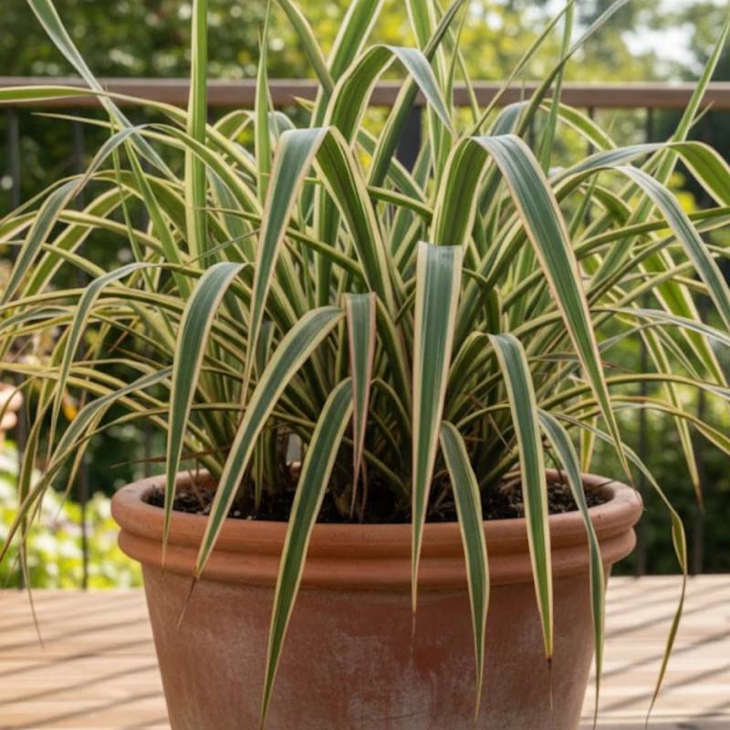 Lin de Nouvelle-Zélande Wings of Gold, Phormium - Pot de 4L - 20/40 cm - Image 4