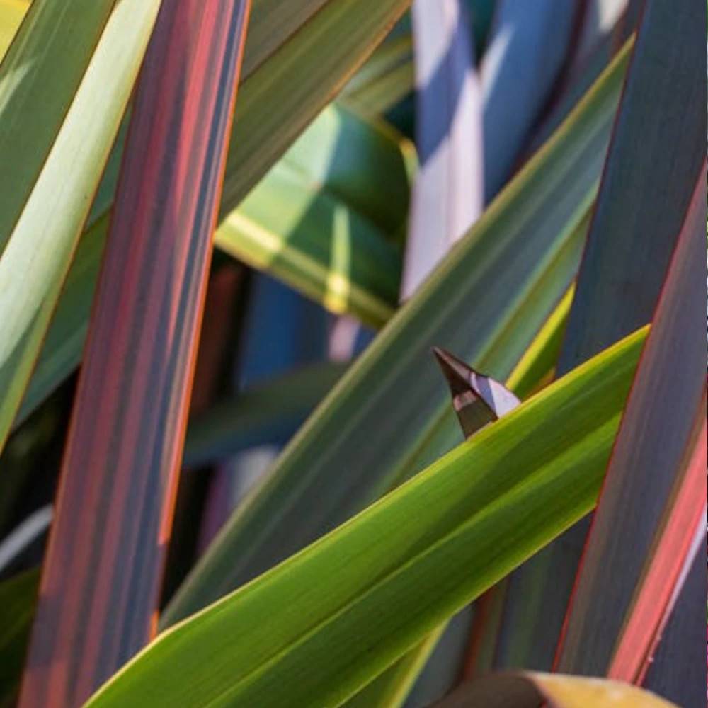 Lin de Nouvelle-Zélande Wings of Gold, Phormium - Pot de 4L - 20/40 cm