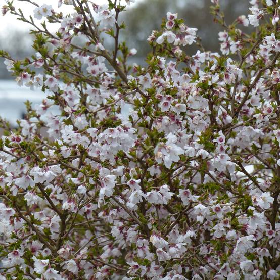 Cerisier à fleurs nain du Japon - Prunus incisa Kojo no mai Pot de 4L/5L, Tige - Image 1