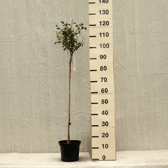 Cerisier à fleurs nain du Japon - Prunus incisa Kojo no mai Pot de 4L/5L, Tige - Image 2
