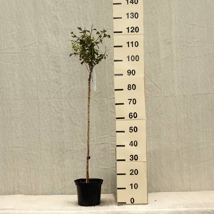 Cerisier à fleurs nain du Japon - Prunus incisa Kojo no mai Pot de 4L/5L, Tige - Image 2