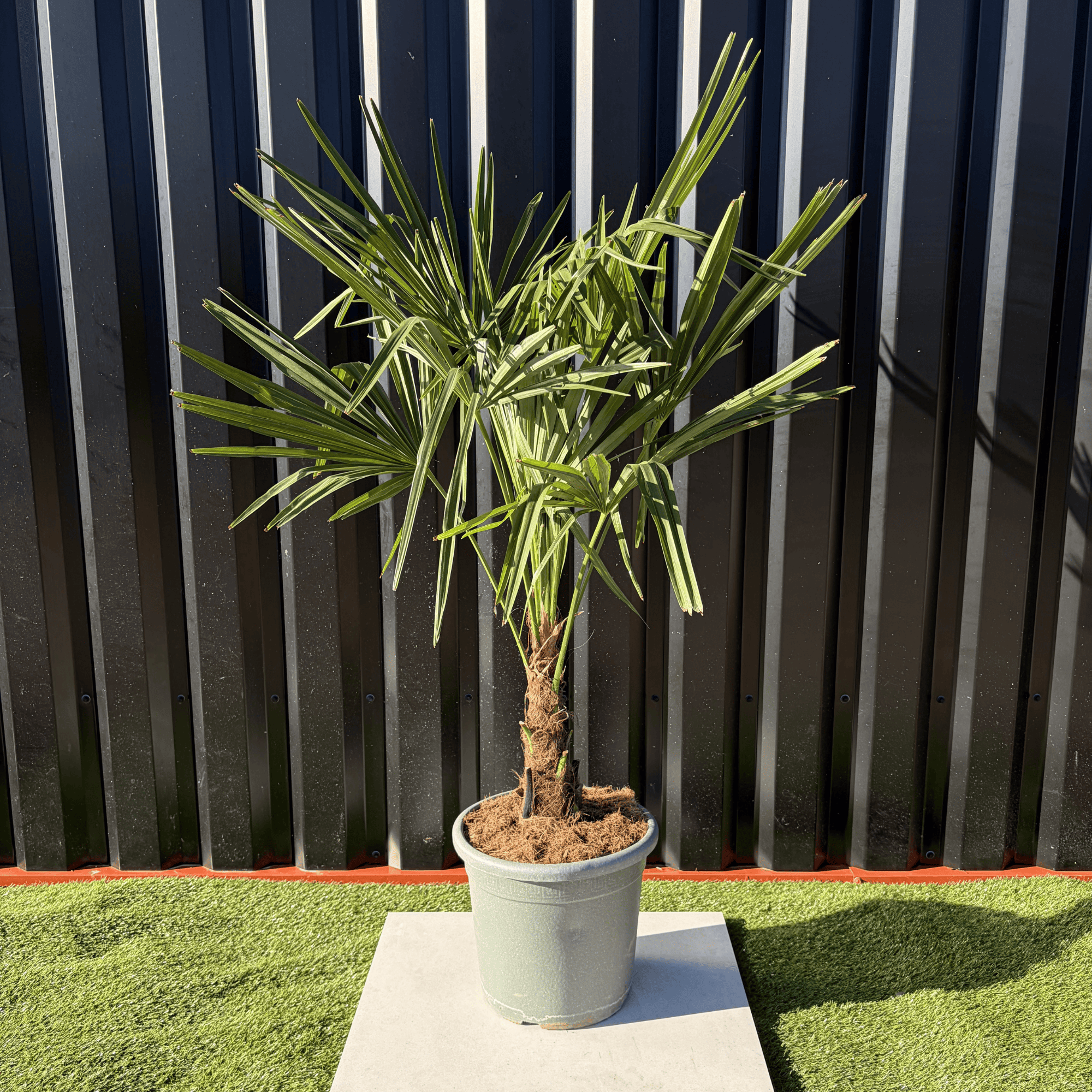Palmier Trachycarpus Fortunei Tronc de 15/20 cm, H.100 cm - Image 1