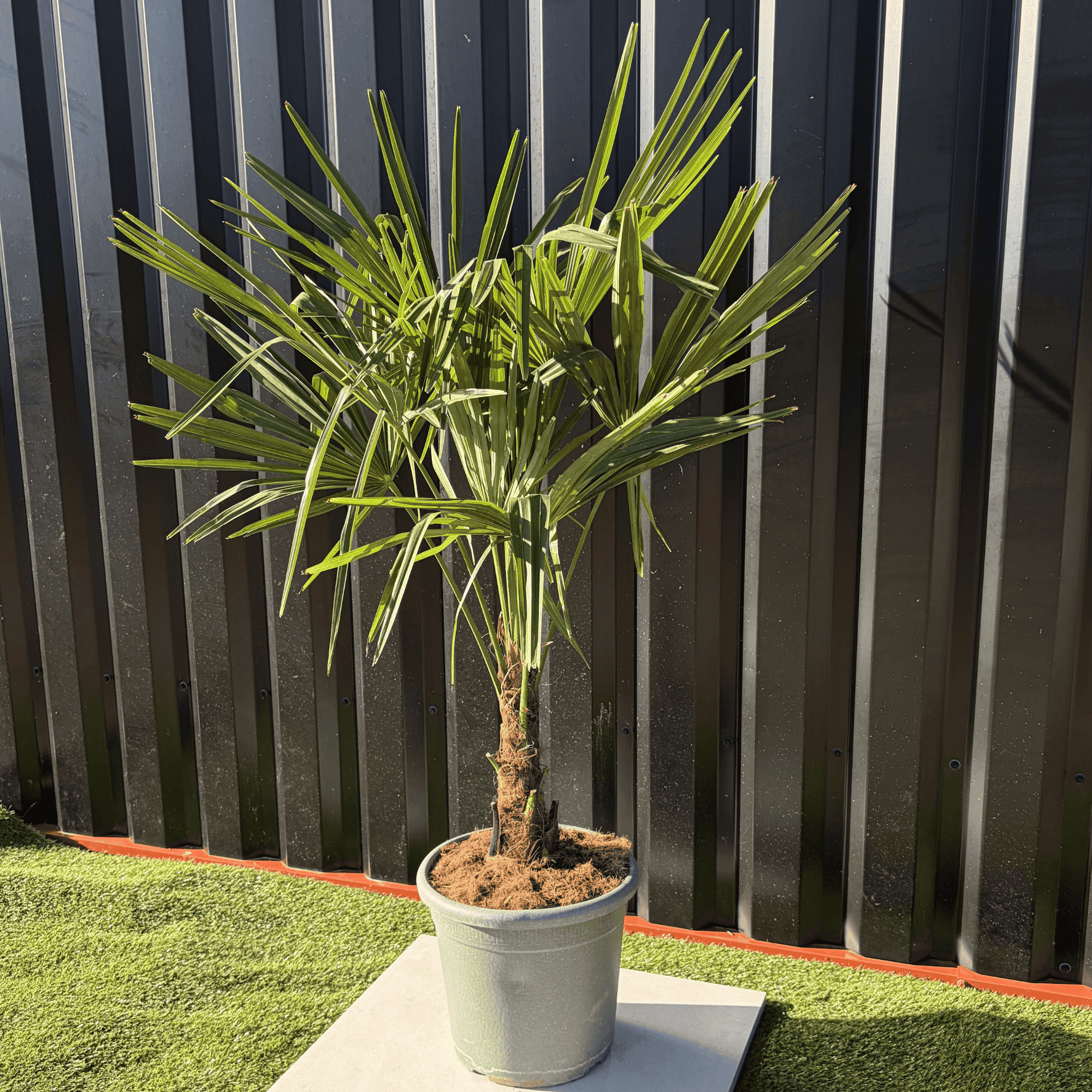 Palmier Trachycarpus Fortunei Tronc de 15/20 cm, H.100 cm - Image 2