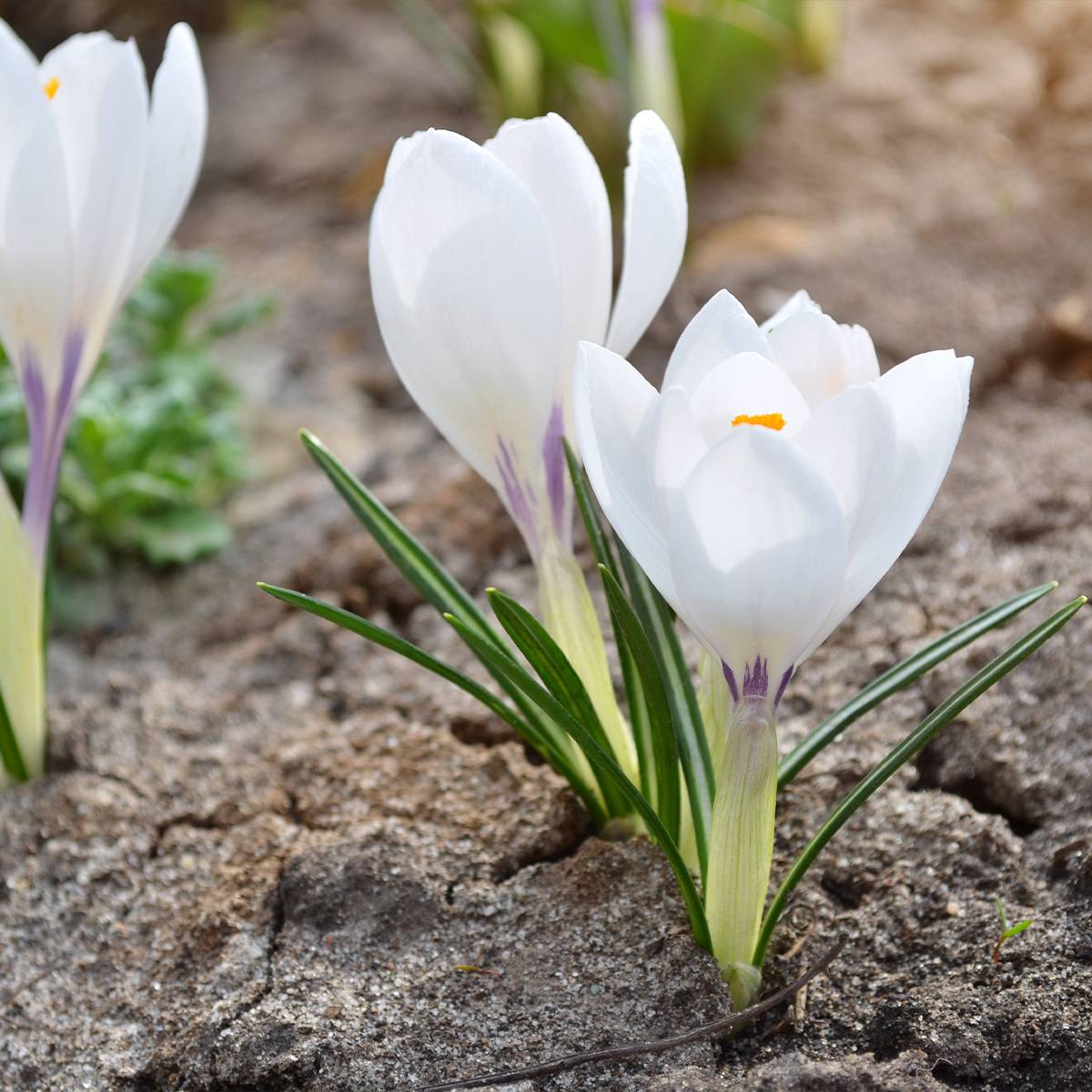 Promesse de Fleurs - Crocus Silver Coral Bulbe calibre 4+ (par 15)