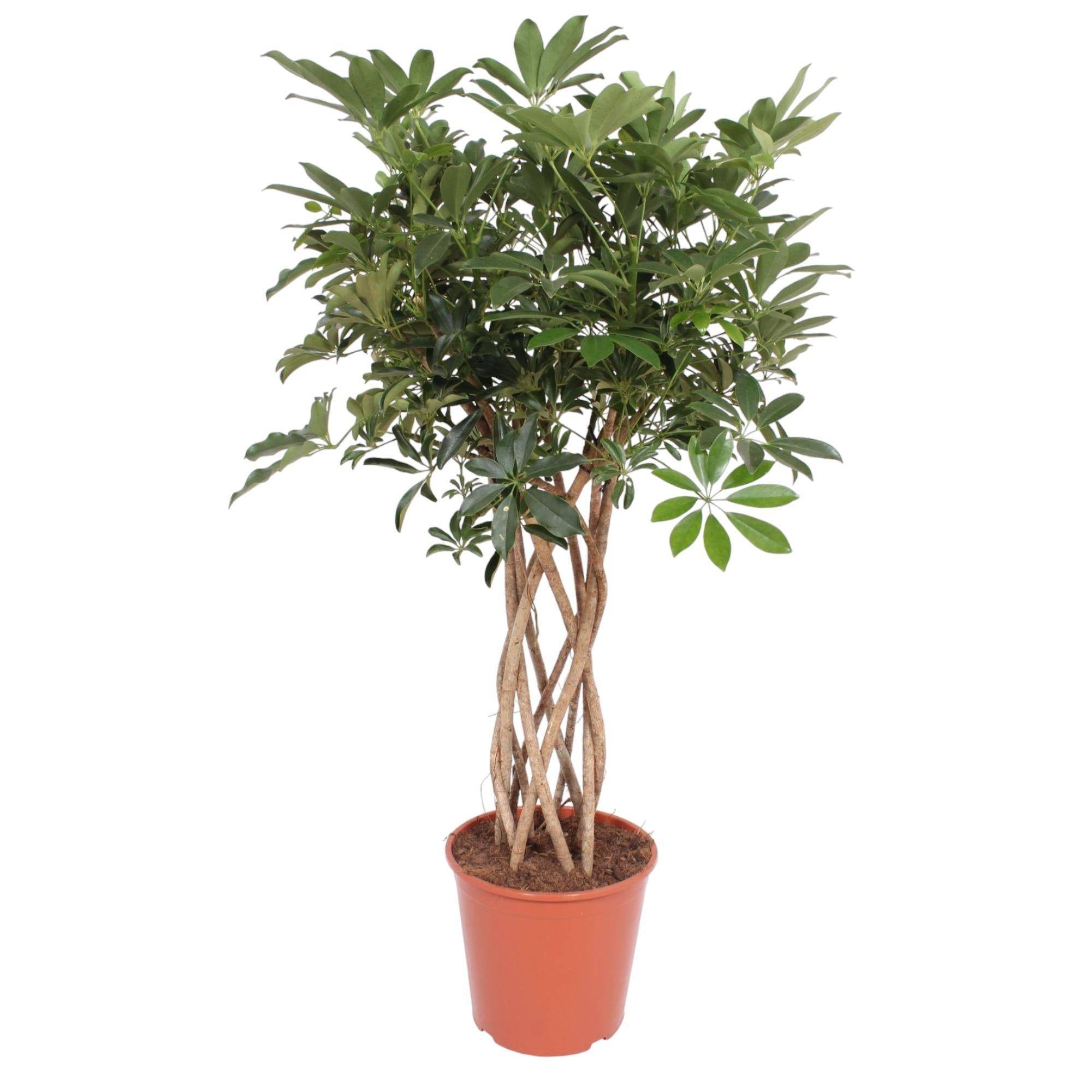 Schefflera Arboricola Compacta Tronc Tressé - D30 H130cm