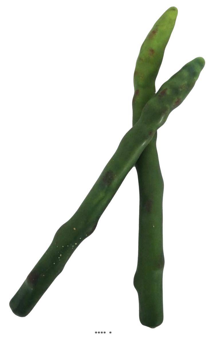 Asperge verte artificielle superbe de réalisme, H24, D 2cm, 50g - Image 2