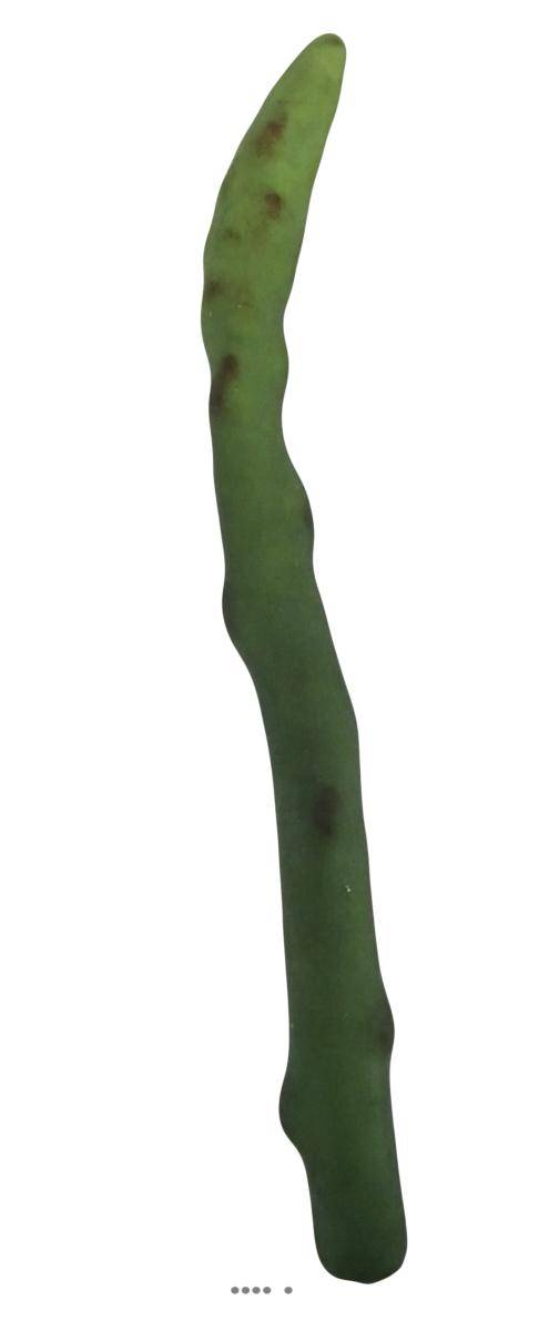 Asperge verte artificielle superbe de réalisme, H24, D 2cm, 50g - Image 1