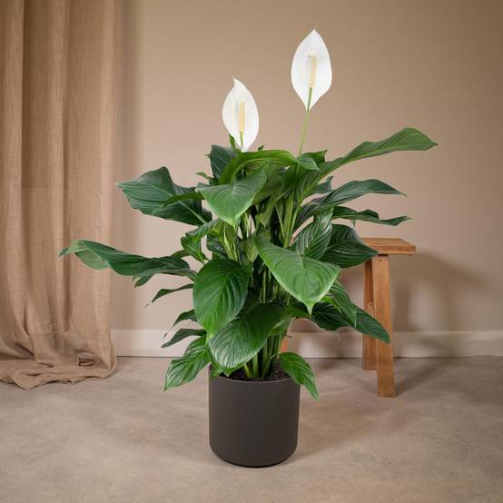 Spathiphyllum 80cm - Plante d'intérieur- La Green Touch - Image 4