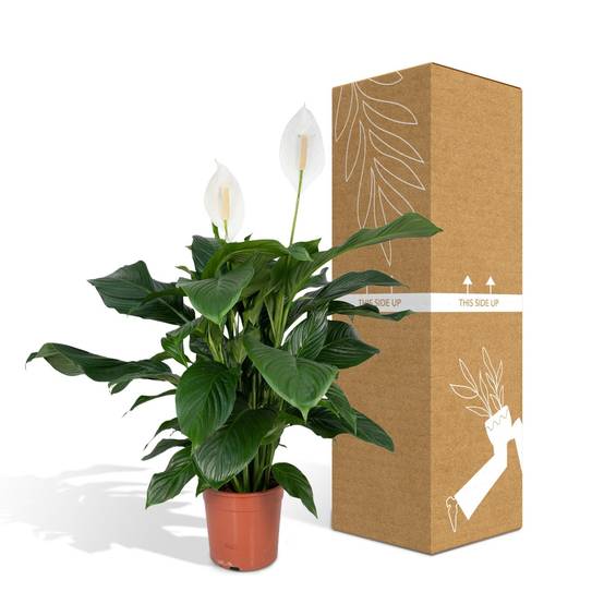 Spathiphyllum 80cm - Plante d'intérieur- La Green Touch - Image 7