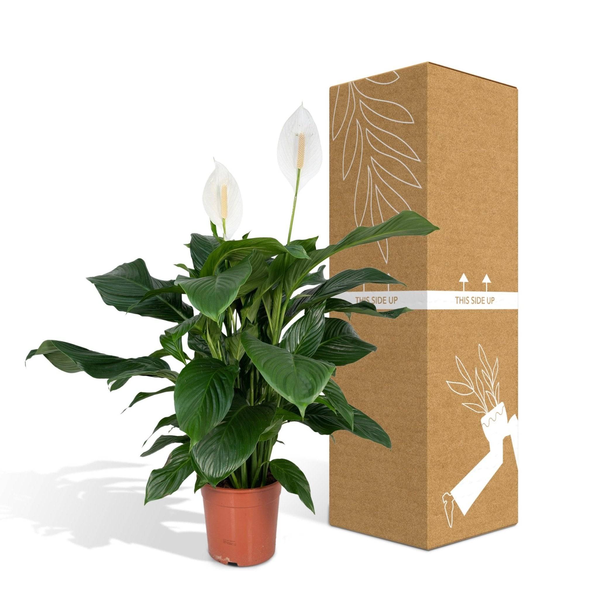 Spathiphyllum 80cm - Plante d'intérieur- La Green Touch - Image 7