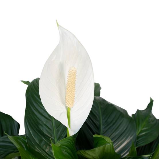 Spathiphyllum 80cm - Plante d'intérieur- La Green Touch - Image 5
