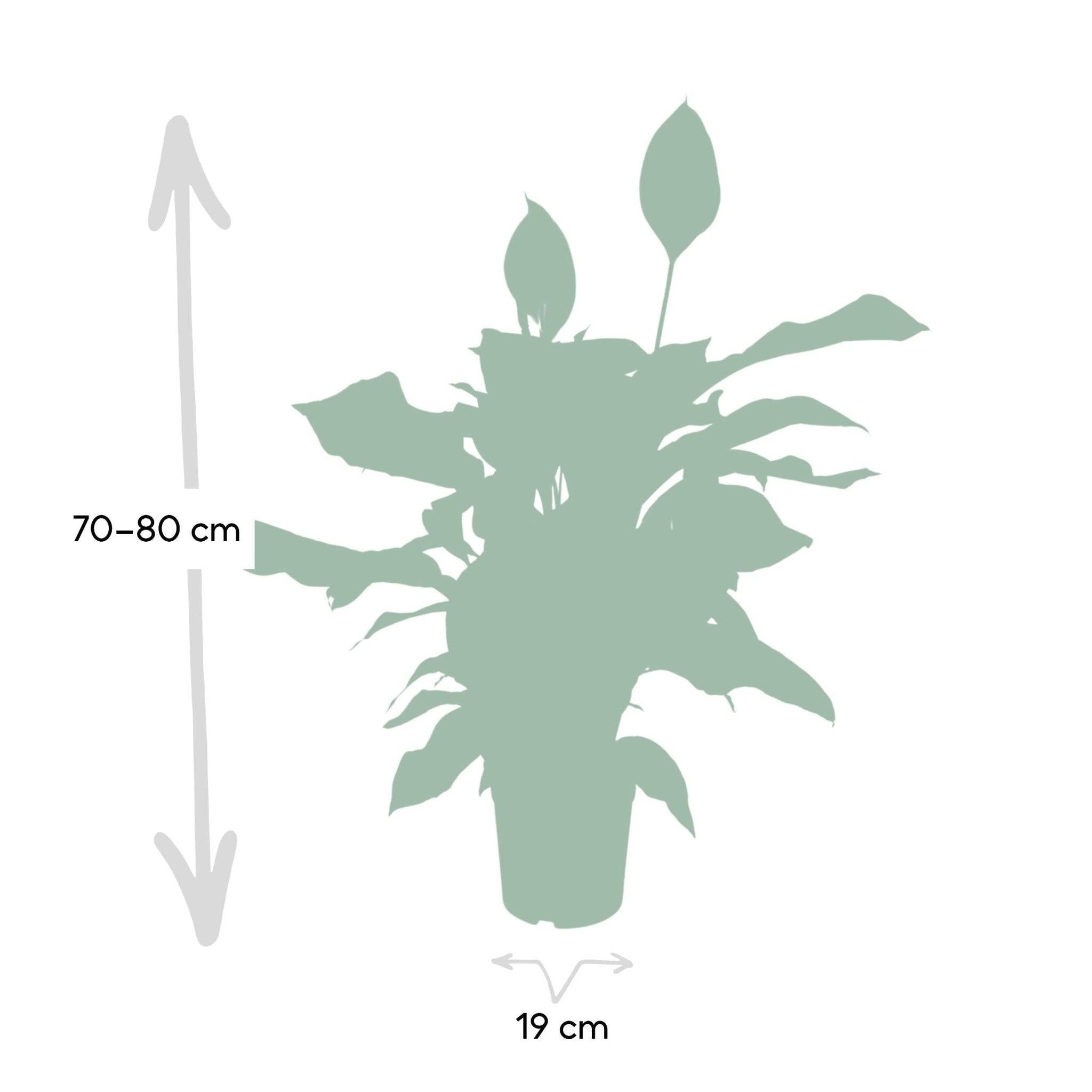 Spathiphyllum 80cm - Plante d'intérieur- La Green Touch - Image 6