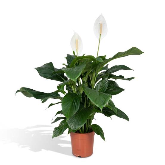 Spathiphyllum 80cm - Plante d'intérieur- La Green Touch - Image 1