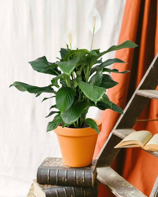 Spathiphyllum 80cm - Plante d'intérieur- La Green Touch - Image 2