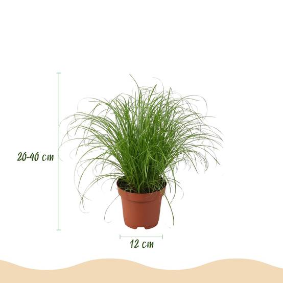 Chlorophytum - H40cm - Image 4