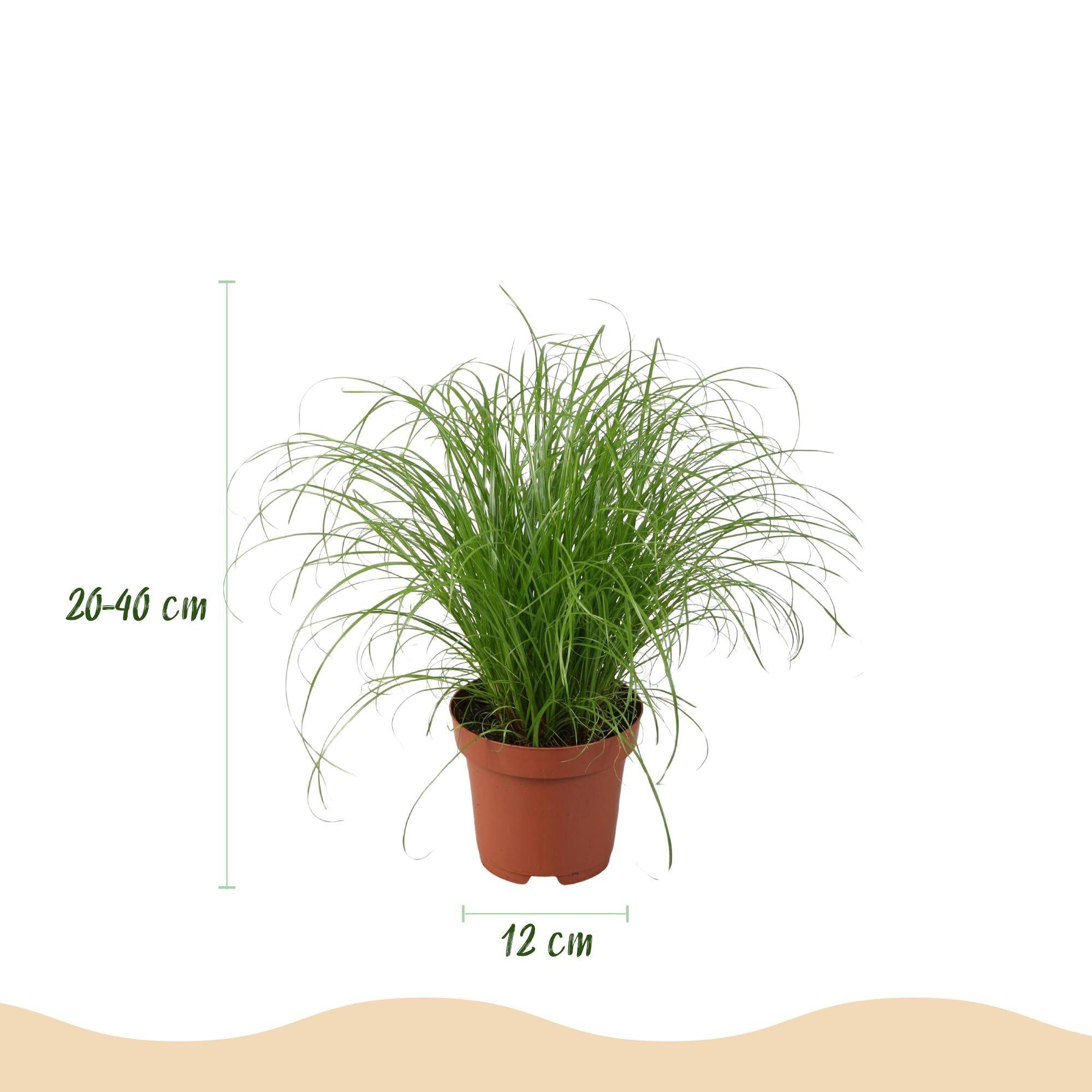 Chlorophytum - H40cm - Image 4