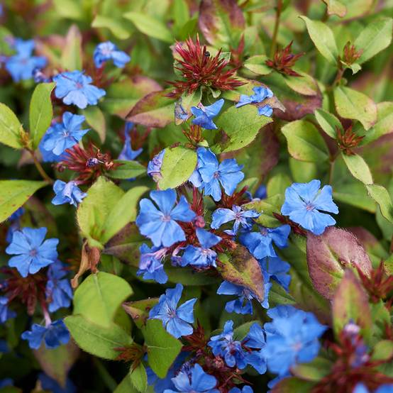 Promesse de Fleurs - Ceratostigma plumbaginoides - Dentelaire Godet de 8/9 cm