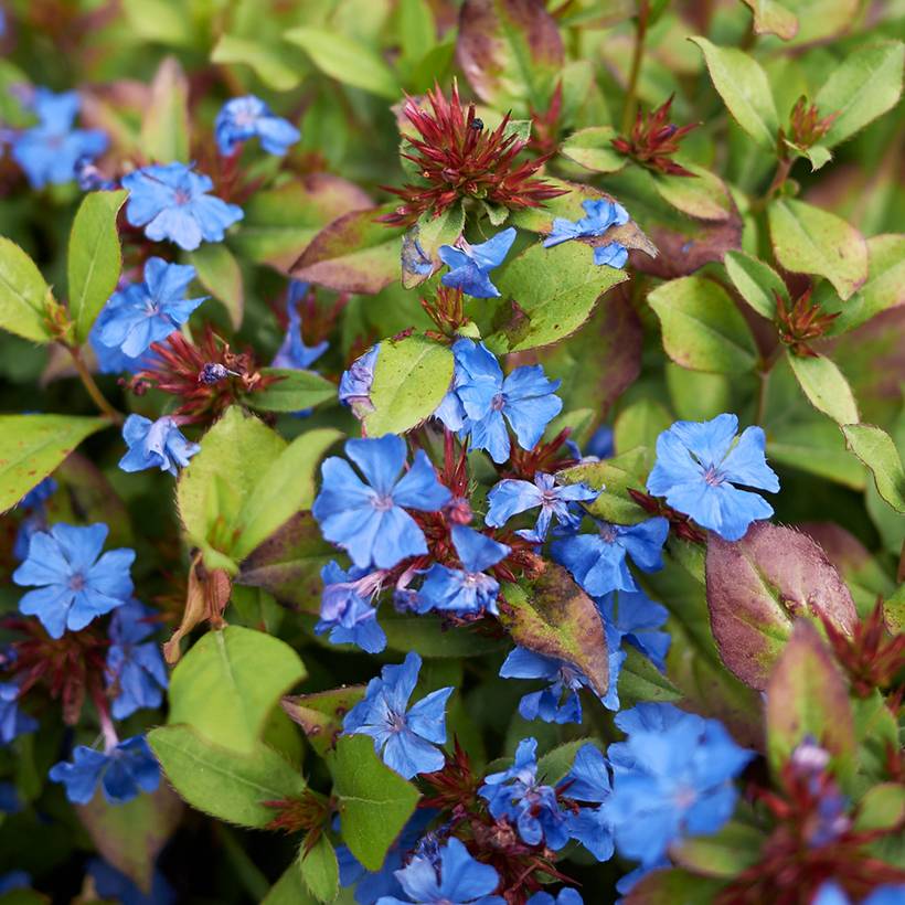 Promesse de Fleurs - Ceratostigma plumbaginoides - Dentelaire Godet de 8/9 cm
