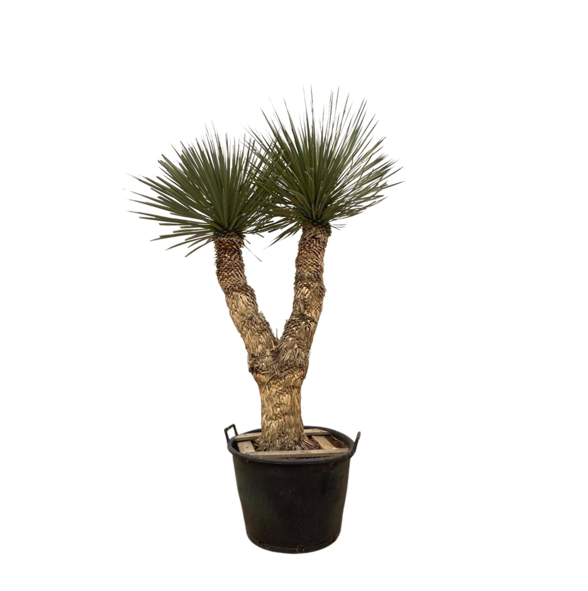 Yucca Rostrata Hidra - D60 H200cm - Image 1