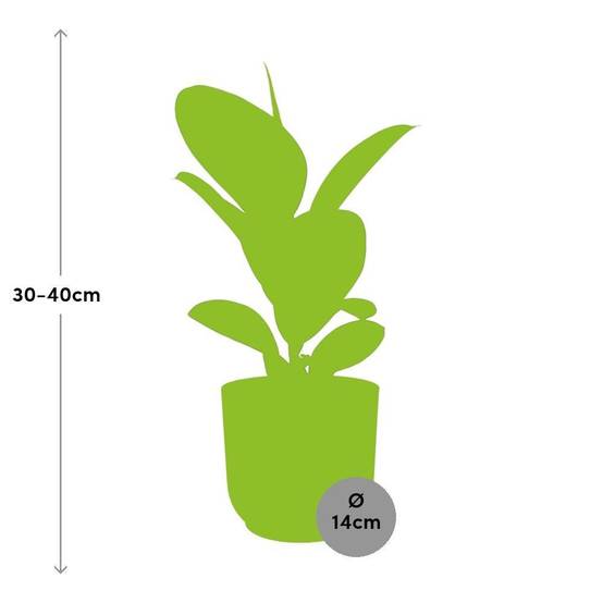 La Green Touch - Ficus Elastica 'Robusta' 14cm Rose - H35cm - Image 3