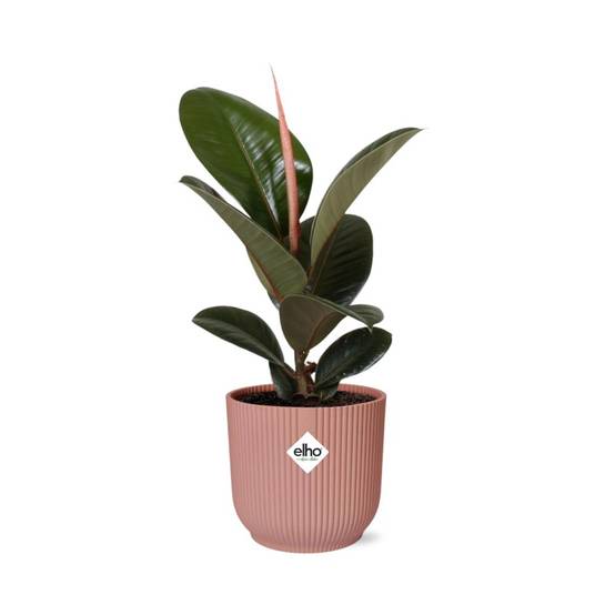 Ficus Elastica 'Robusta' 14cm Rose - H35cm - Image 1