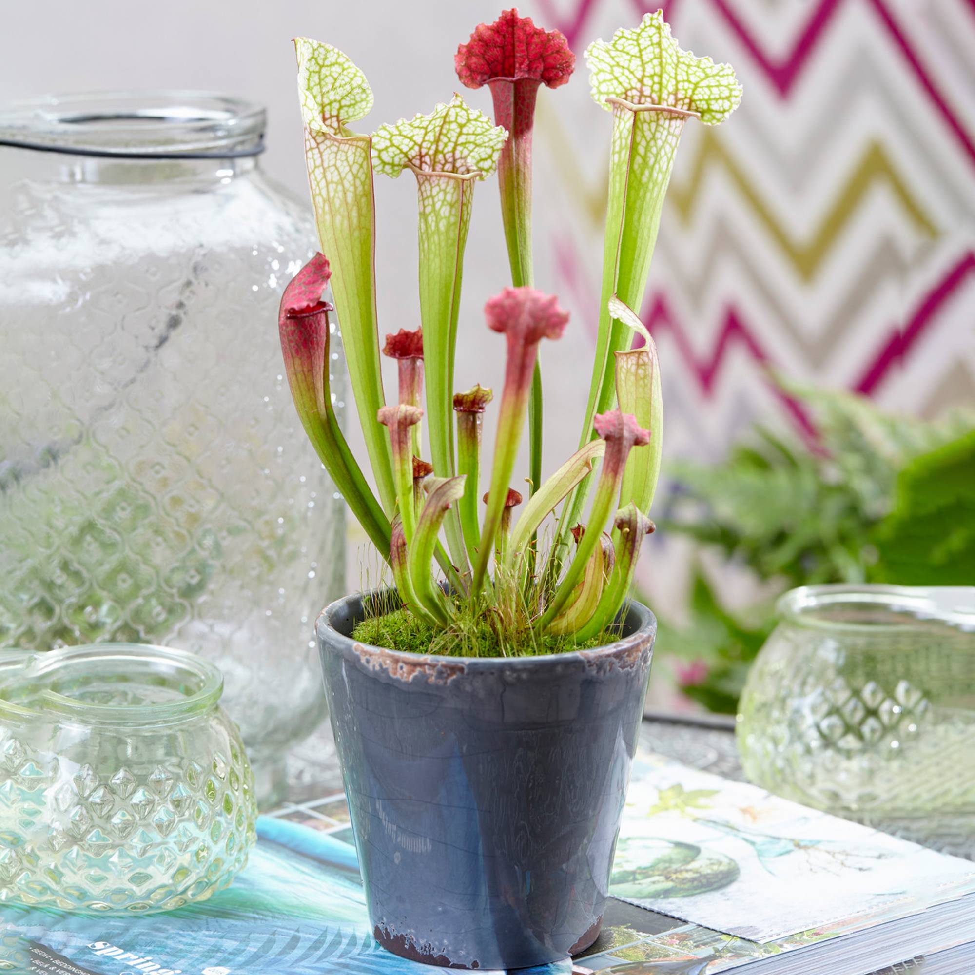 Gardenersdream - 1 X Sarracenia Smoorii | Plante En Pot D'Intérieur De Qualité Supérieure | 20-30Cm Avec Pot - GardenersDream