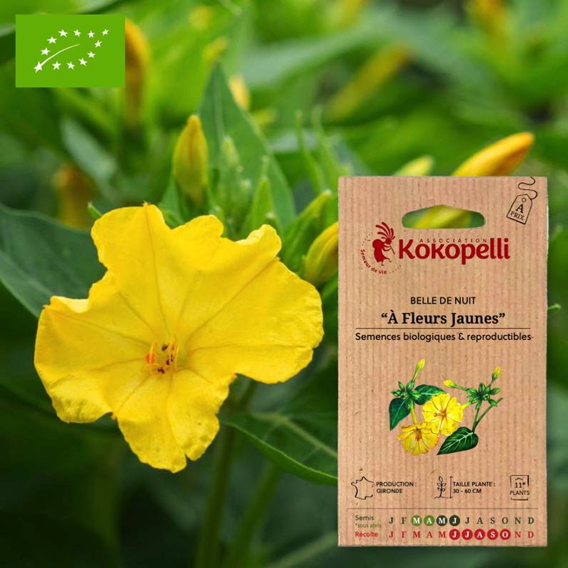 Association Kokopelli - Belle de Nuit À Fleurs Jaunes- Graines bio à semer - Image 1