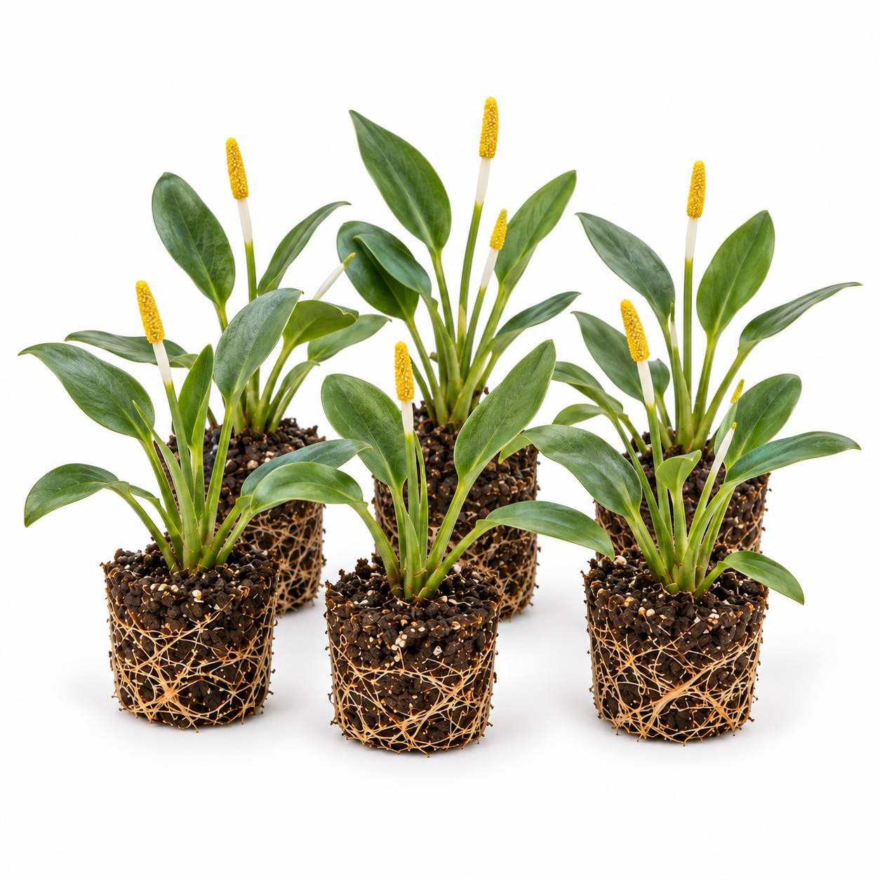 Massue dorée - Orontium aquaticum - 12 plantes