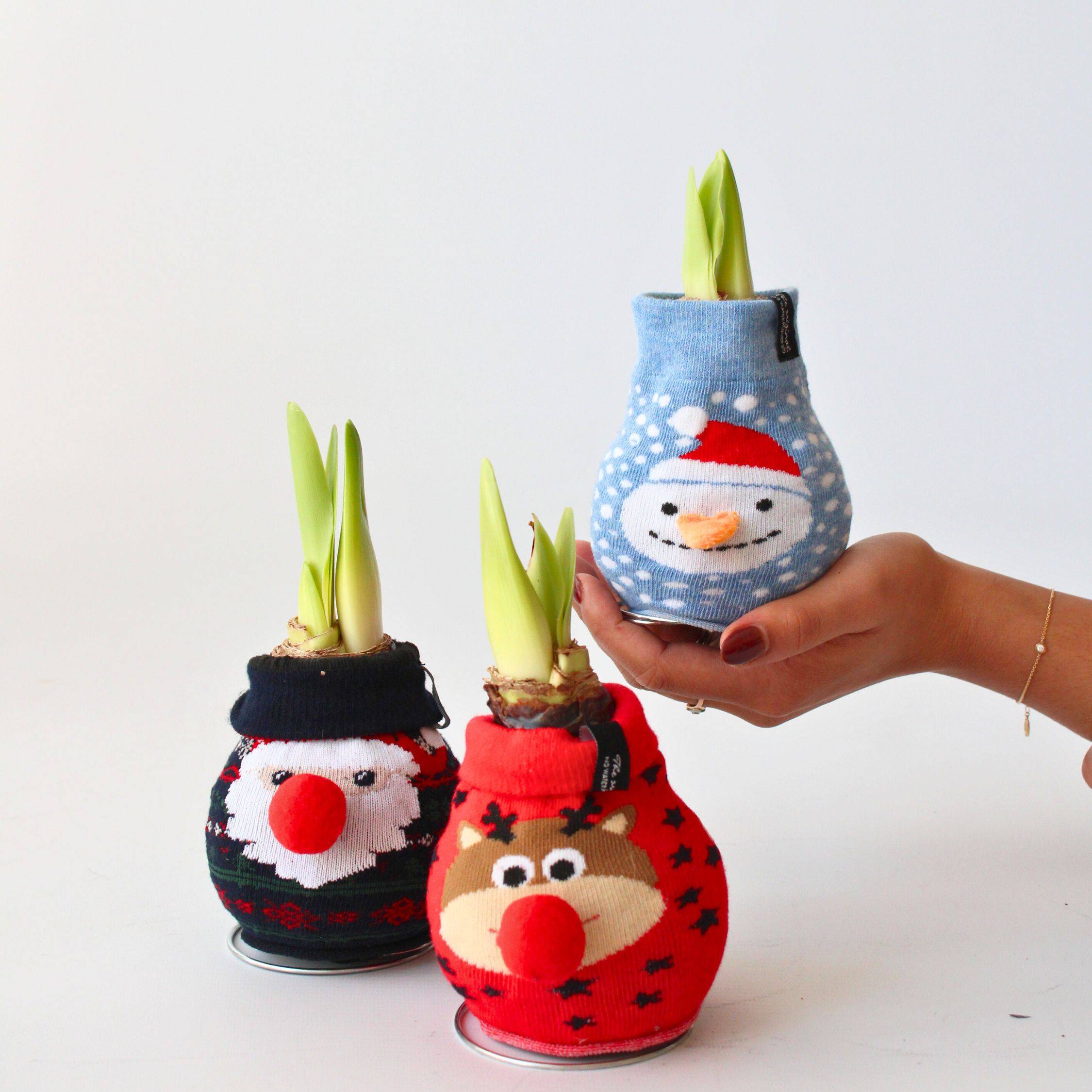 Plant In A Box - Amaryllis - Set de 3 - Hippeastrum 'Xmas Sweater Mix' - Bulbe de fleur - Rouge - Image 2