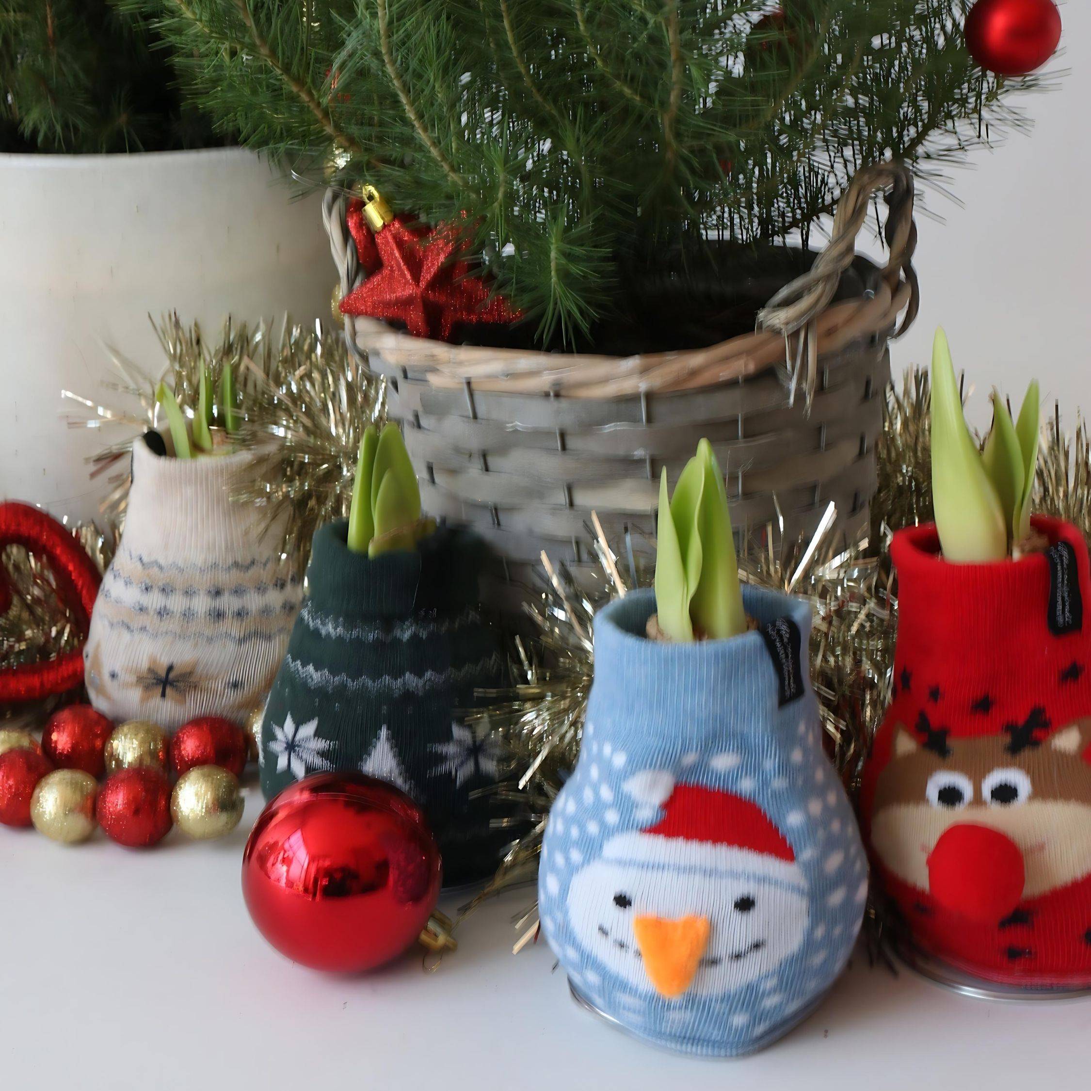 Plant In A Box - Amaryllis - Set de 3 - Hippeastrum 'Xmas Sweater Mix' - Bulbe de fleur - Rouge - Image 3