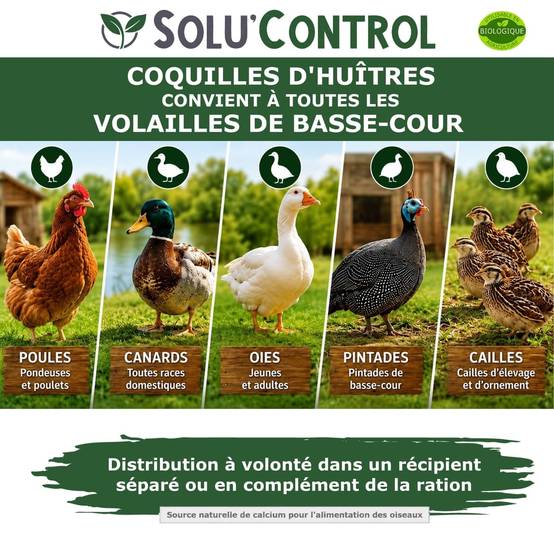 5 kg Écailles de Coquilles d'Huîtres pour Volailles (Poules, oies, ...) - SOLU'CONTROL - Aliment Minéral- 38% Calcium - Image 4