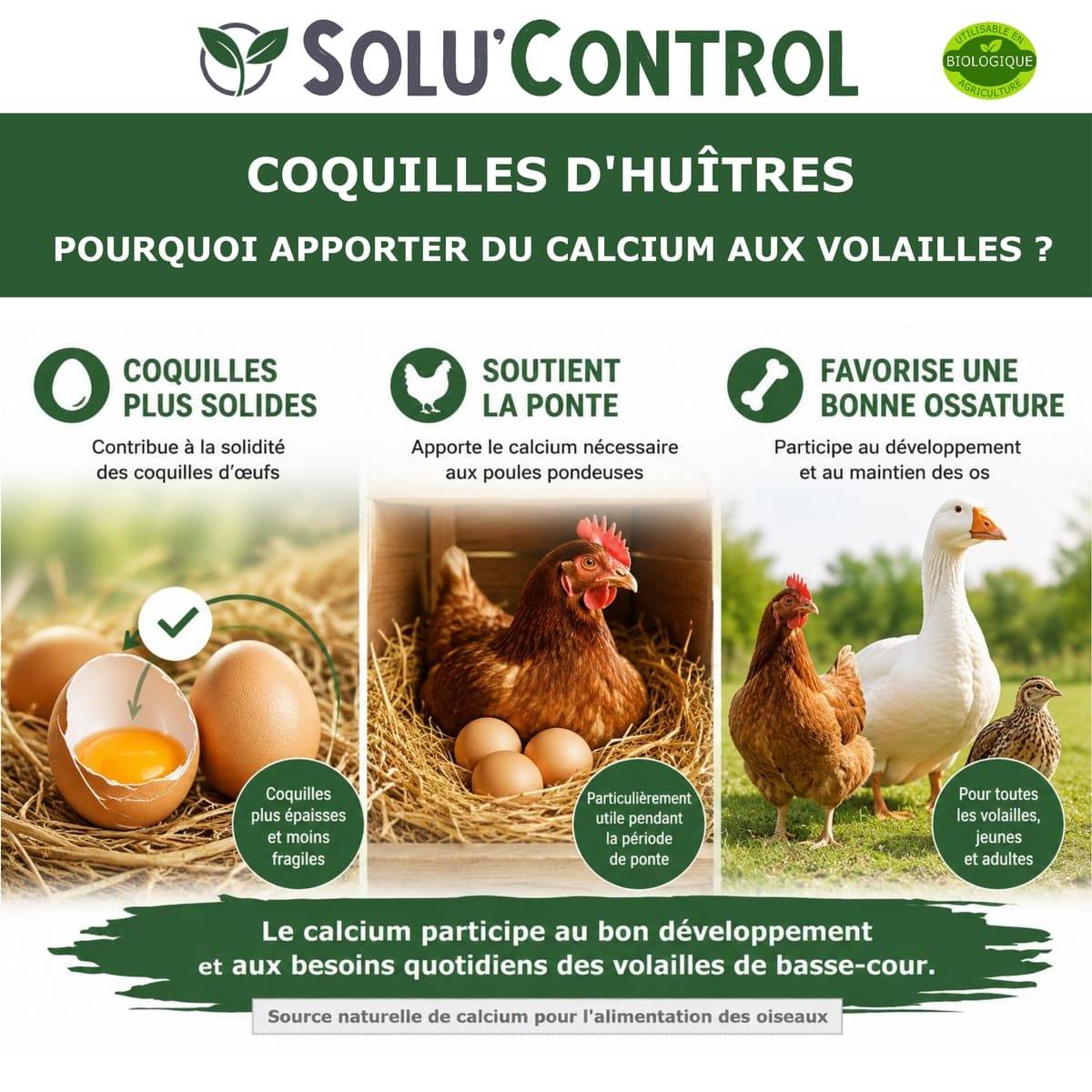 5 kg Écailles de Coquilles d'Huîtres pour Volailles (Poules, oies, ...) - SOLU'CONTROL - Aliment Minéral- 38% Calcium - Image 3