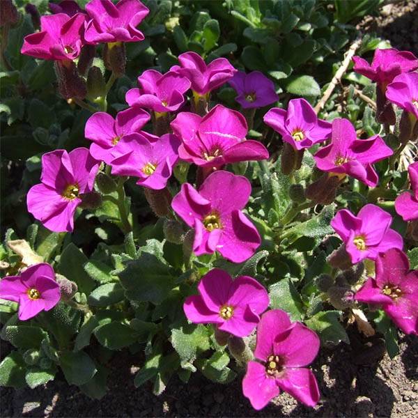 Promesse de Fleurs - Aubriete Red Carpet Godet de 8/9 cm