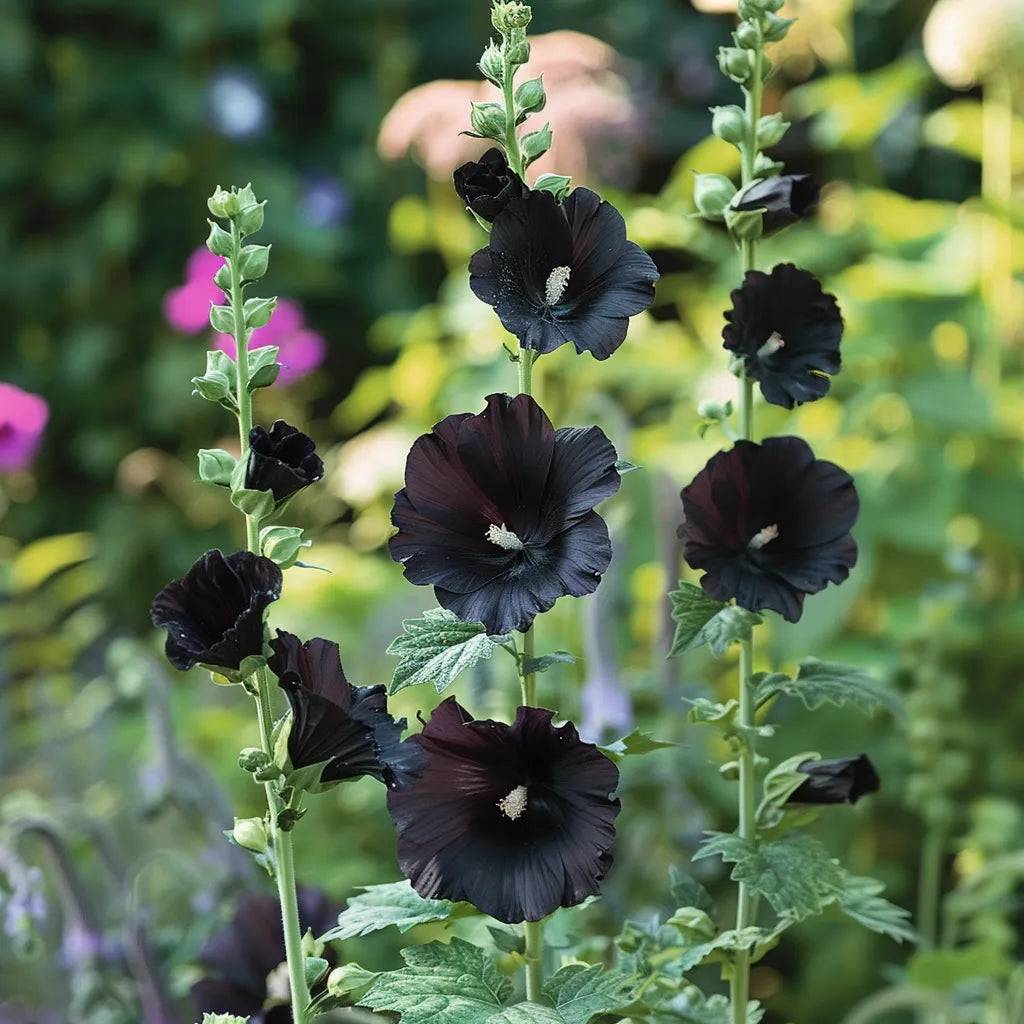 35 Graines de Rose Trémière Noire - SemiSauvage Permaculture - Image 2