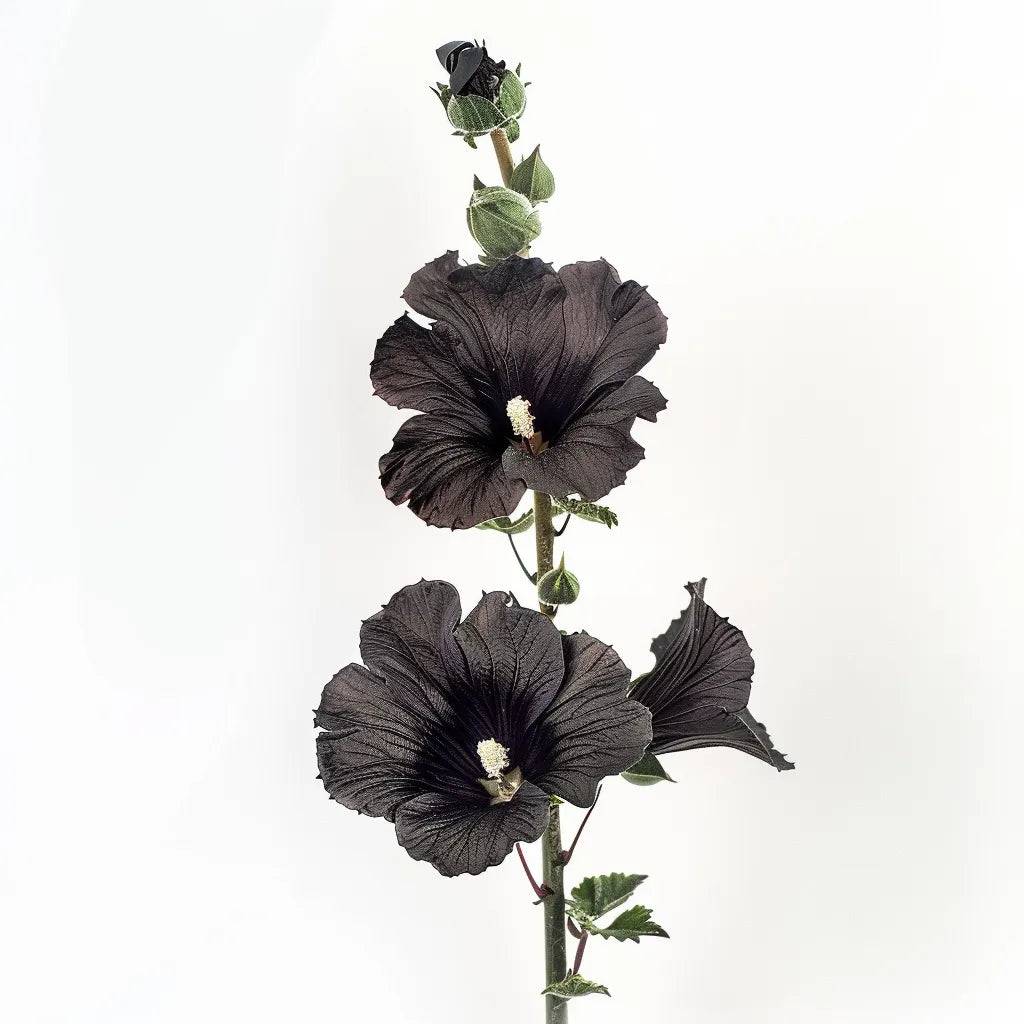 35 Graines de Rose Trémière Noire - SemiSauvage Permaculture - Image 1