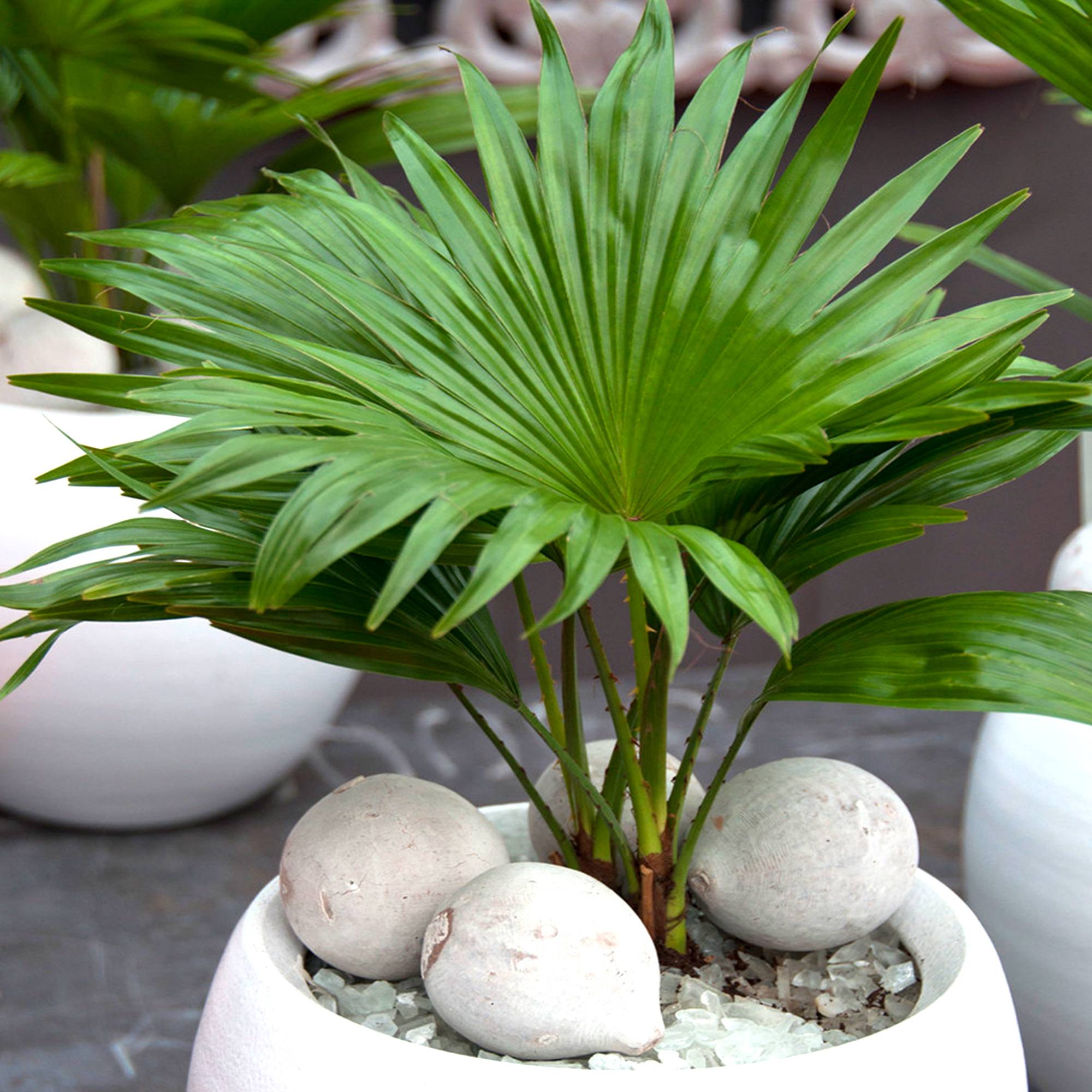 Gardenersdream - Plante D'Intérieur - Palmier Livistona - Plante Tropicale Décorative Cadeau En Pot 12 Cm - GardenersDream