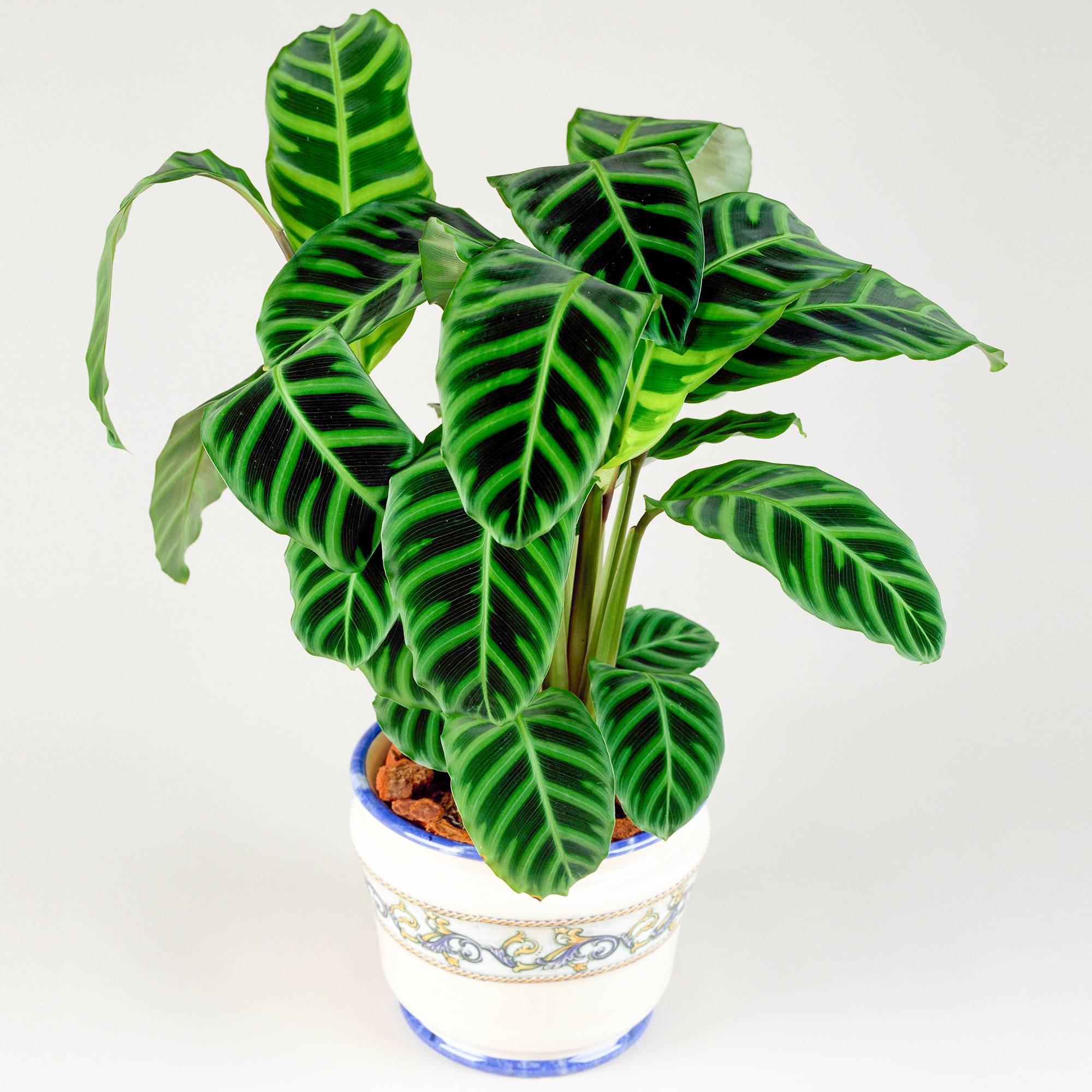 Gardenersdream - 30-40 Cm Calathea Zebrina Plante Zébrée | Parfaite Pour La Maison Ou Le Bureau - GardenersDream - Image 1