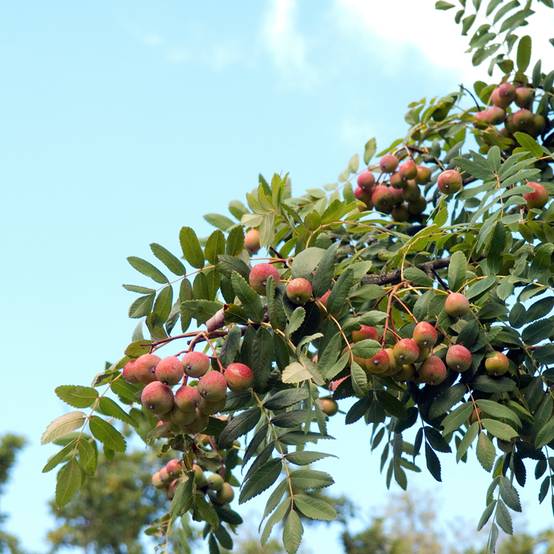 Promesse de Fleurs - Cormier, Sorbier domestique - Sorbus domestica Pot de 3L/4L
