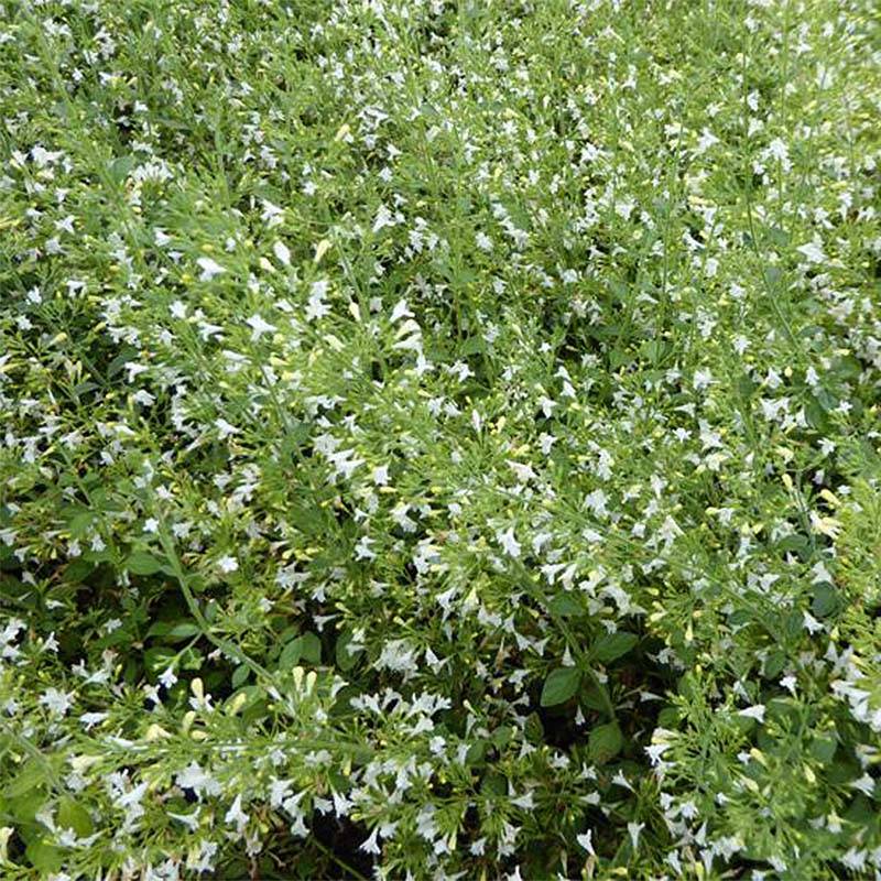 Calamintha nepeta Weisser Riese - Calament Godet de 8/9 cm - Gamm vert