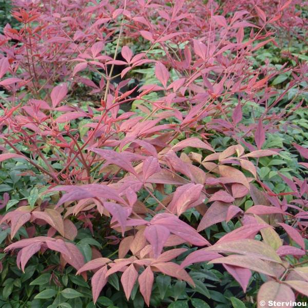 Promesse de Fleurs - Nandina Obsessed Seika - Bambou sacré Godet de 8/9 cm - Image 1