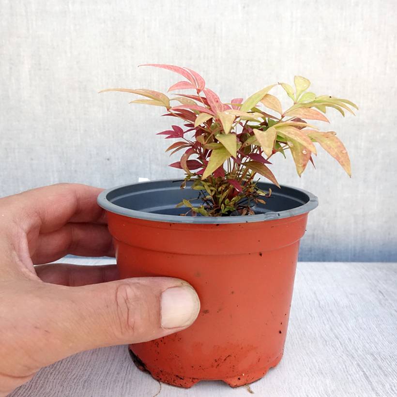 Promesse de Fleurs - Nandina Obsessed Seika - Bambou sacré Godet de 8/9 cm - Image 2