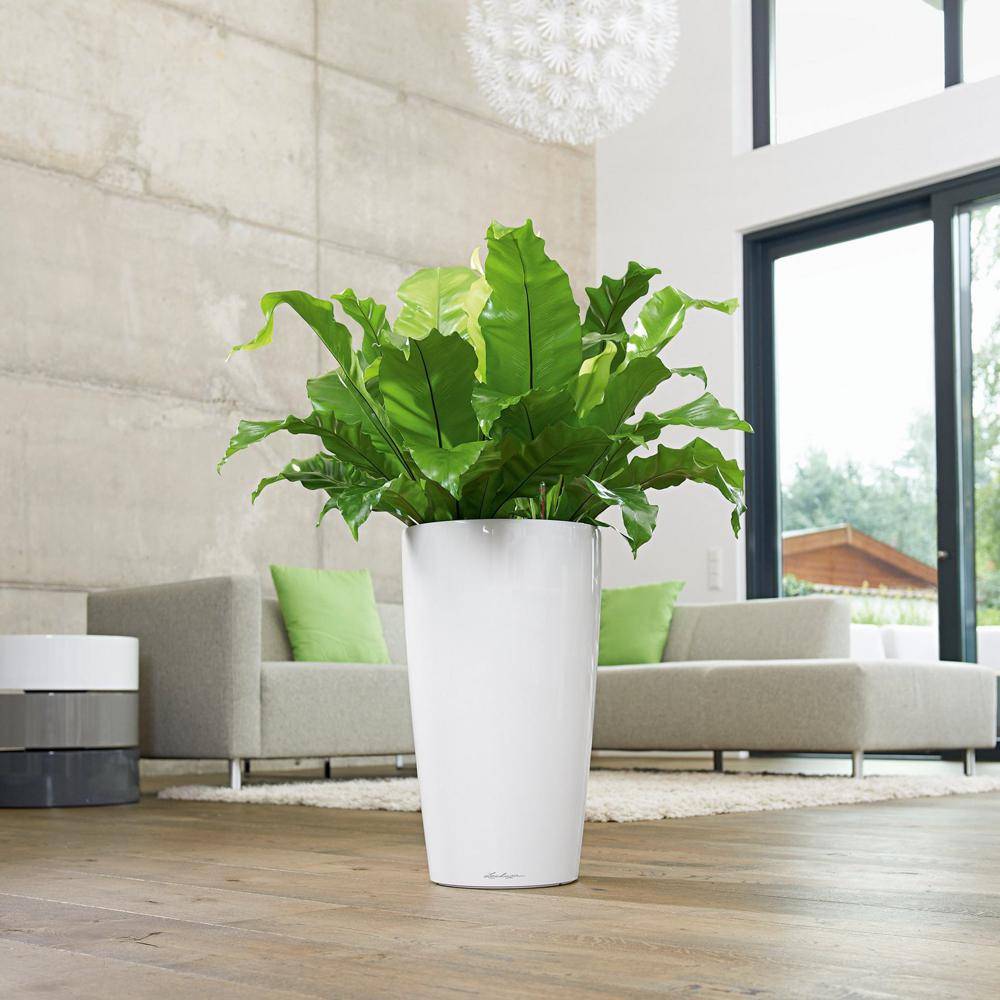 Lechuza - Pot Rondo Premium 32 - kit complet, blanc brillant Ø 32 cm Lechuza - Image 4