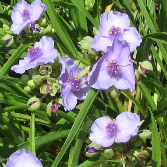 Promesse de Fleurs - Ephémère de Virginie - Tradescantia andersoniana Little Doll Godet de 8/9 cm