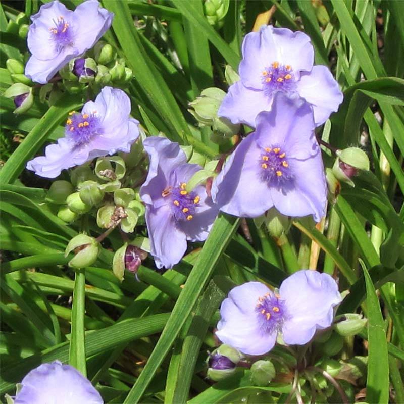 Promesse de Fleurs - Ephémère de Virginie - Tradescantia andersoniana Little Doll Godet de 8/9 cm
