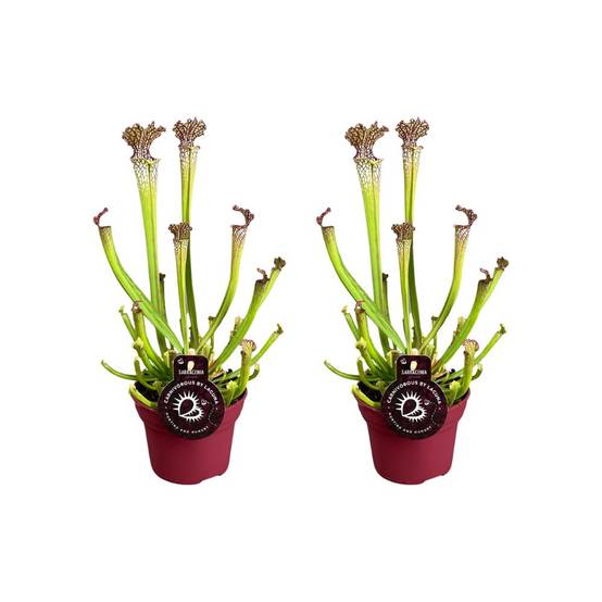 Sarracenia Farnhamii - H40cm
