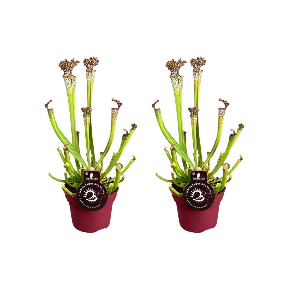 Sarracenia Farnhamii - H40cm