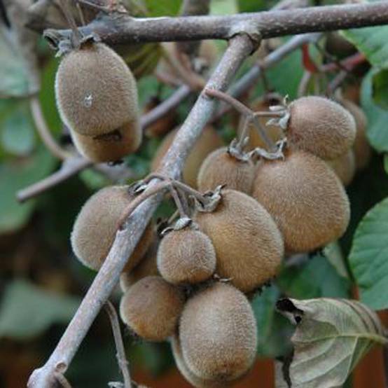 Promesse de Fleurs - Kiwi Solissimo (autofertile) - Actinidia deliciosa Pot de 1L/1,5L