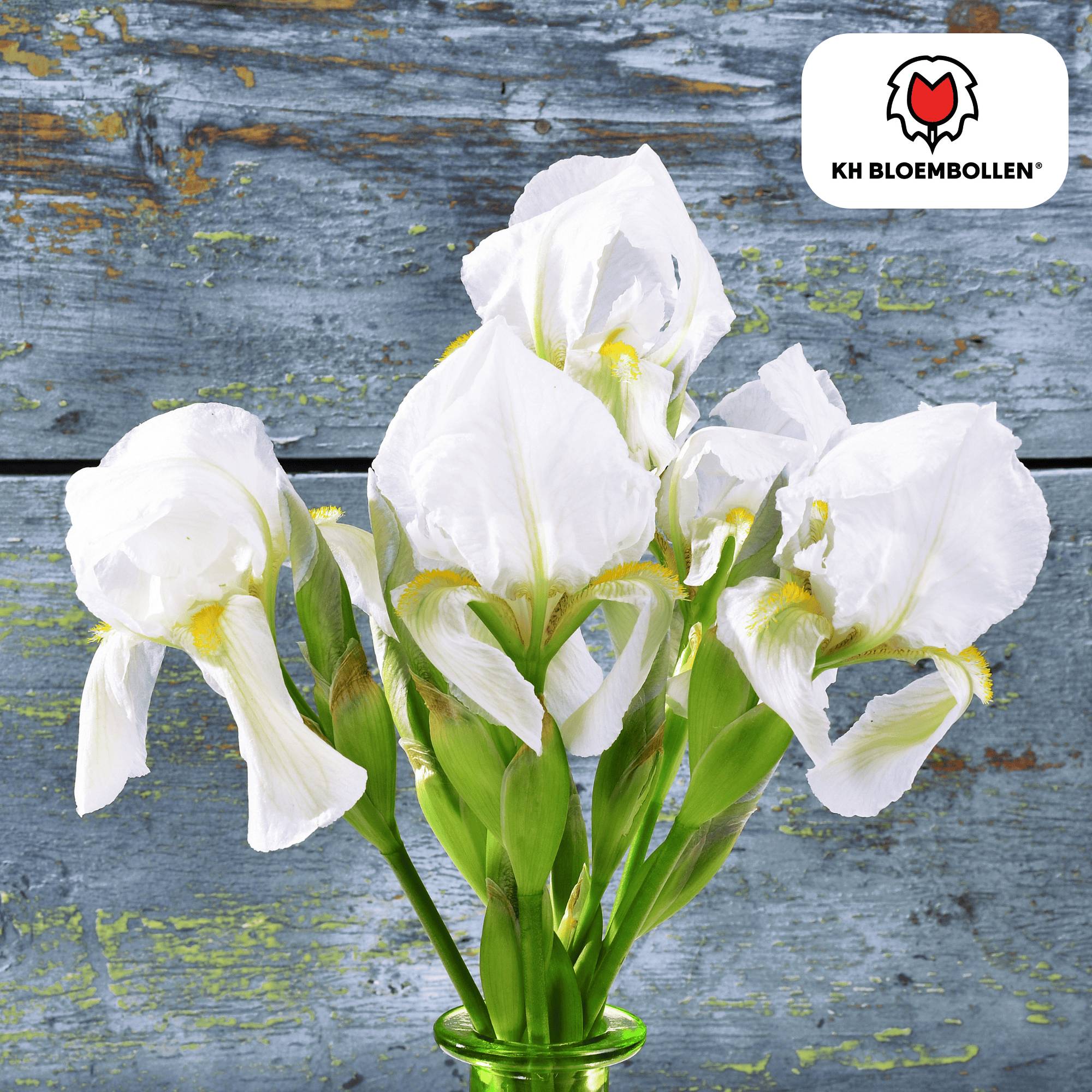 La Green Touch - Iris de Hollande Alaska - 25 bulbes - Image 2