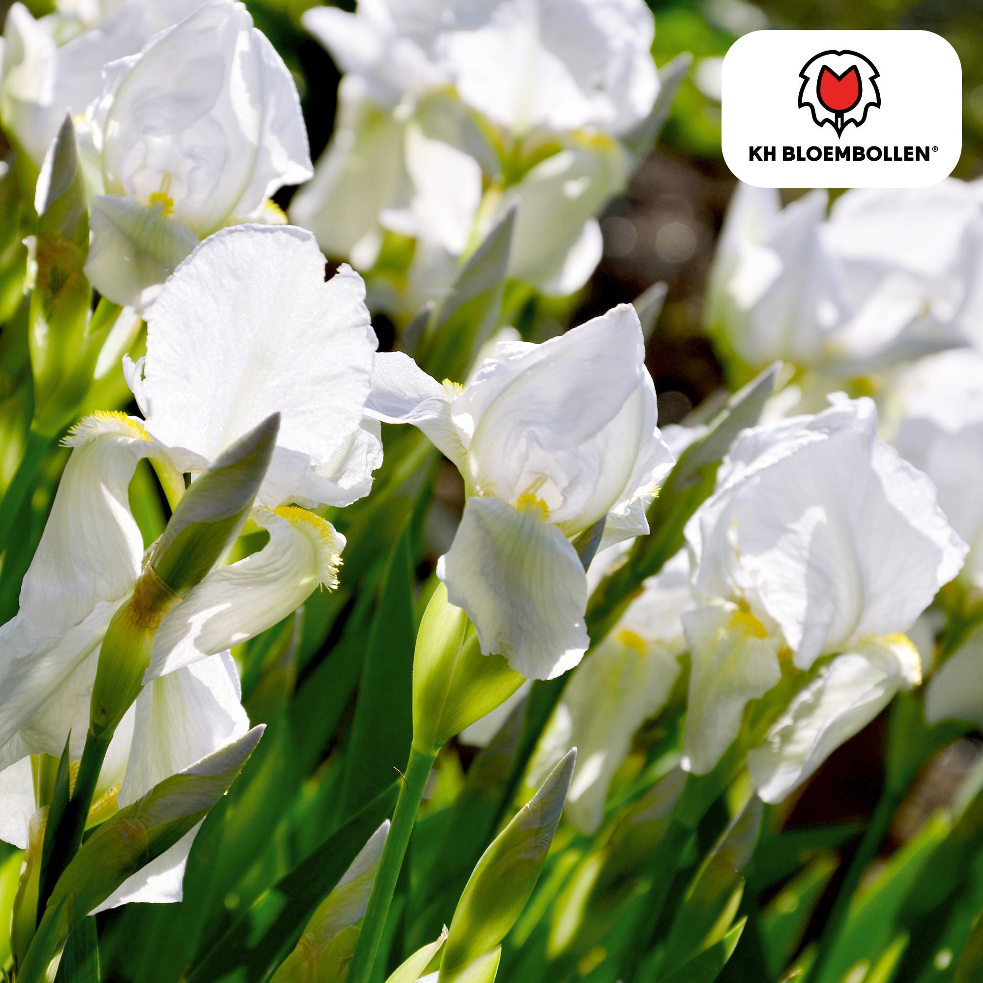 La Green Touch - Iris de Hollande Alaska - 25 bulbes